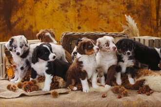 Miniature Australian Shepherd