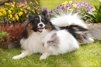 Mixed breed dog and teddy dwarf rabbit