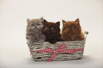 British longhair