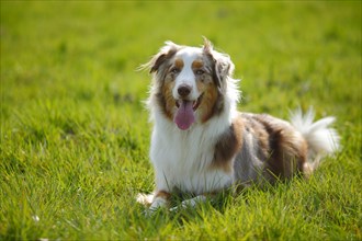 Australian Shepherd