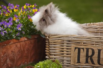Teddy dwarf rabbit