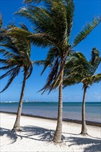 Palm fringed beach in Cancun