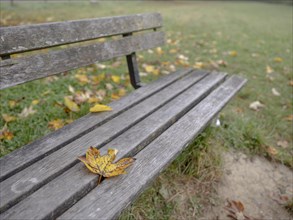 Autumn coloured maple leaf on a park bench at the Allmendsee