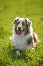 Australian Shepherd