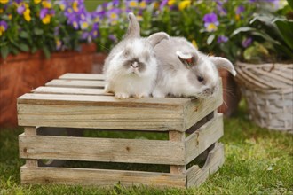 Dwarf ram rabbits