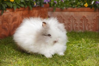 Teddy dwarf rabbit