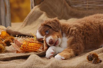 Miniature Australian Shepherd