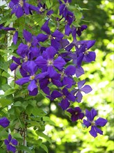Clematis hybrid purple flowering