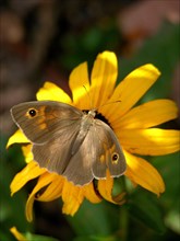 Small meadow butterfly