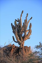 Galapagos Columnar Cactus