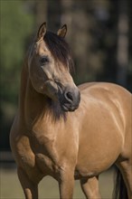 Pura Raza Espanola stallion dun in natural portrait