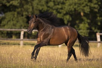 Brown Pura Raza Espanola stallion with blowing mane galloping on the summer pasture