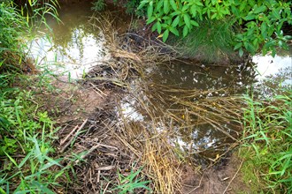 Beaver dam in small stream partially built with grain