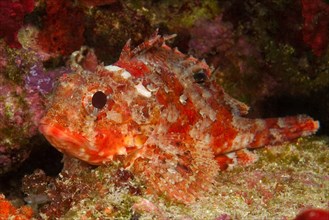 Close-up of small red scorpionfish