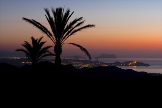 Palm trees at sunrise off coast