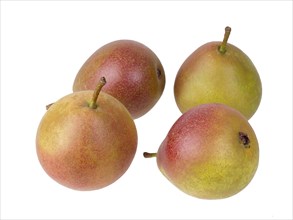 Pear variety Fellbacher Mostbirne