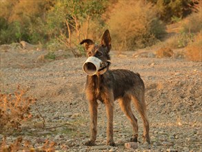 Herding dog with temporary muzzle