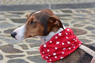 Brown and white spotted male Galgo Poden wearing Swiss neckerchief