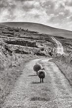 Two sheep walking together on road on Mount Slievemore