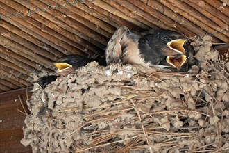 Four swallows sit fledged in the nest