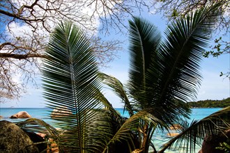 Dream beach with palm trees