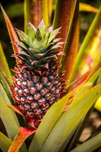 Ananas