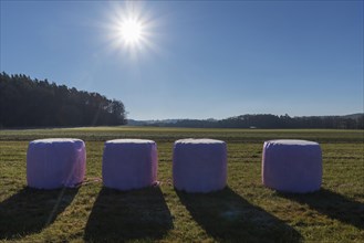 Hay bale in pink wrapped foil on the meadow