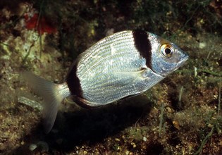 Close-up of common two-banded seabream