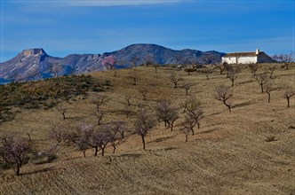 Whitewashed farmhouse with mountain La Muela in almond plantation in front of mountain wall