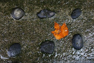 Colourful maple leaf lying on wet stone ground
