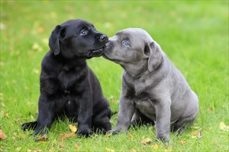 Labrador domestic dog