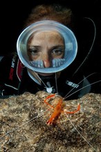 Diver wearing round diving mask looks up close at Mediterranean scissor shrimp shows threatening gesture defensive behaviour
