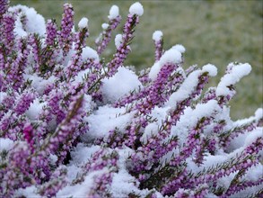 Bell heather