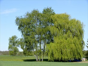 Birch and willow in a spring meadow
