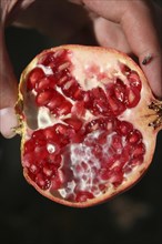 A sliced pomegranate shows its vibrant red contents
