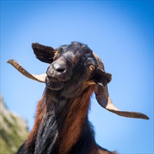 Male wild domestic goat