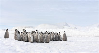 Group of little emperor penguins