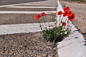 Poppies in asphalt road