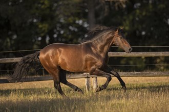 Brown Pura Raza Espanola stallion with blowing mane galloping on the summer pasture