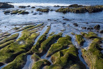 Stones overgrown with algae at low tide