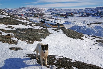 Young sled dog posing in winter landscape