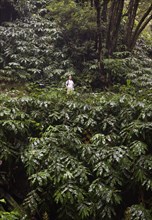Hikers on the way to the Salto do Prego waterfall past the large-leaved perennials of the butterfly ginger