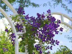 Clematis hybrid purple flowering