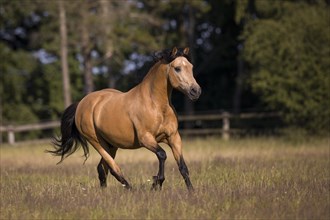 Pura Raza Espanola stallion dun galloping in the summer pasture