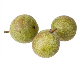 Pear variety Mrs. Luise Goethe