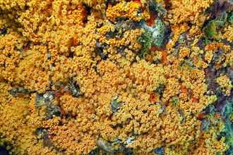 Large colony of yellow cluster anemones