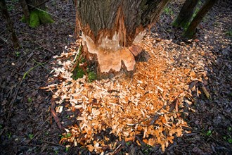 Beaver damage or gnaw marks on a tree in a small forest near a watercourse