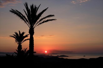 Palm trees at sunrise on the coast near San Juan de los Terreros