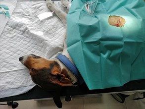 Dog with bite wound on operating table at vet's with drape for surgery