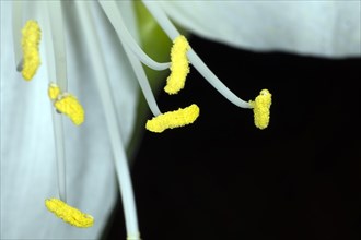 Flower pistil of a white amaryllis